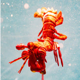 Mantis Shrimp Floating Buddy